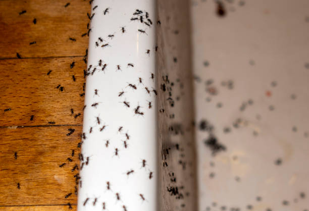 Best Pest Prevention Services  in Hillview, KY