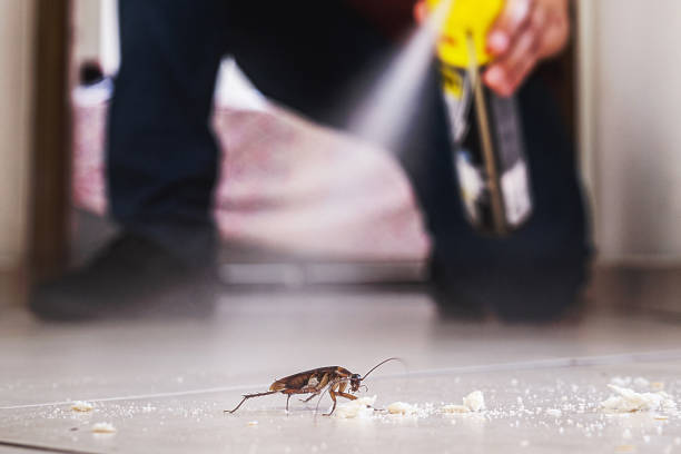 Best Pest Control Treatment  in Hillview, KY
